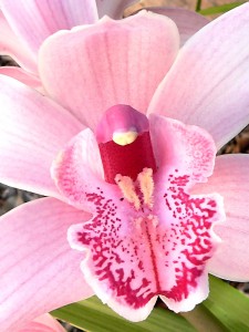 orchidvagina-225x300