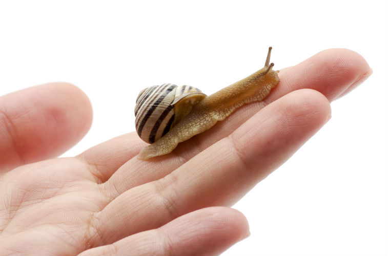 snailhandblog